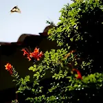 Sa Pedrera Country