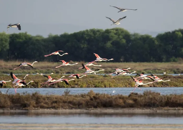 Sa Pedrera Country Càbras